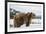 Brown Bear (Grizzly) (Ursus Arctos), Montana, United States of America, North America-Janette Hil-Framed Photographic Print