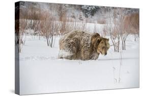 Brown Bear (Grizzly) (Ursus Arctos), Montana, United States of America, North America-Janette Hil-Stretched Canvas