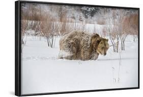 Brown Bear (Grizzly) (Ursus Arctos), Montana, United States of America, North America-Janette Hil-Framed Photographic Print