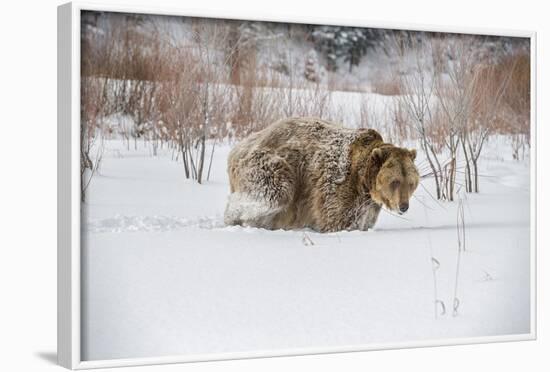 Brown Bear (Grizzly) (Ursus Arctos), Montana, United States of America, North America-Janette Hil-Framed Photographic Print