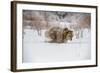 Brown Bear (Grizzly) (Ursus Arctos), Montana, United States of America, North America-Janette Hil-Framed Photographic Print