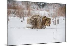 Brown Bear (Grizzly) (Ursus Arctos), Montana, United States of America, North America-Janette Hil-Mounted Photographic Print