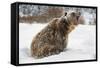 Brown Bear (Grizzly) (Ursus Arctos), Montana, United States of America, North America-Janette Hil-Framed Stretched Canvas