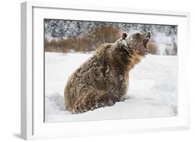 Brown Bear (Grizzly) (Ursus Arctos), Montana, United States of America, North America-Janette Hil-Framed Photographic Print