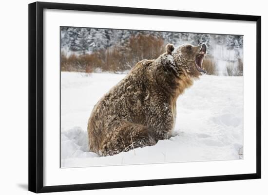 Brown Bear (Grizzly) (Ursus Arctos), Montana, United States of America, North America-Janette Hil-Framed Photographic Print