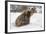 Brown Bear (Grizzly) (Ursus Arctos), Montana, United States of America, North America-Janette Hil-Framed Photographic Print