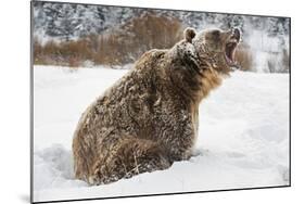 Brown Bear (Grizzly) (Ursus Arctos), Montana, United States of America, North America-Janette Hil-Mounted Photographic Print