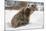 Brown Bear (Grizzly) (Ursus Arctos), Montana, United States of America, North America-Janette Hil-Mounted Photographic Print