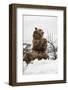 Brown Bear (Grizzly) (Ursus Arctos), Montana, United States of America, North America-Janette Hil-Framed Photographic Print