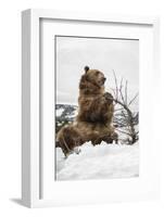 Brown Bear (Grizzly) (Ursus Arctos), Montana, United States of America, North America-Janette Hil-Framed Photographic Print