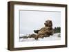 Brown Bear (Grizzly) (Ursus Arctos), Montana, United States of America, North America-Janette Hil-Framed Photographic Print