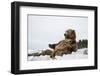 Brown Bear (Grizzly) (Ursus Arctos), Montana, United States of America, North America-Janette Hil-Framed Photographic Print