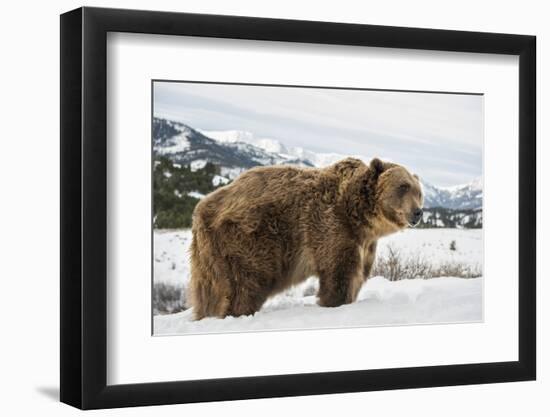 Brown Bear (Grizzly) (Ursus Arctos), Montana, United States of America, North America-Janette Hil-Framed Photographic Print