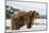 Brown Bear (Grizzly) (Ursus Arctos), Montana, United States of America, North America-Janette Hil-Mounted Photographic Print