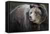 Brown Bear, Grizzly, Ursus Arctos, West Yellowstone, Montana-Maresa Pryor-Framed Stretched Canvas