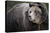 Brown Bear, Grizzly, Ursus Arctos, West Yellowstone, Montana-Maresa Pryor-Stretched Canvas