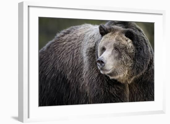 Brown Bear, Grizzly, Ursus Arctos, West Yellowstone, Montana-Maresa Pryor-Framed Photographic Print