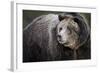 Brown Bear, Grizzly, Ursus Arctos, West Yellowstone, Montana-Maresa Pryor-Framed Photographic Print