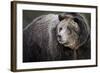 Brown Bear, Grizzly, Ursus Arctos, West Yellowstone, Montana-Maresa Pryor-Framed Photographic Print