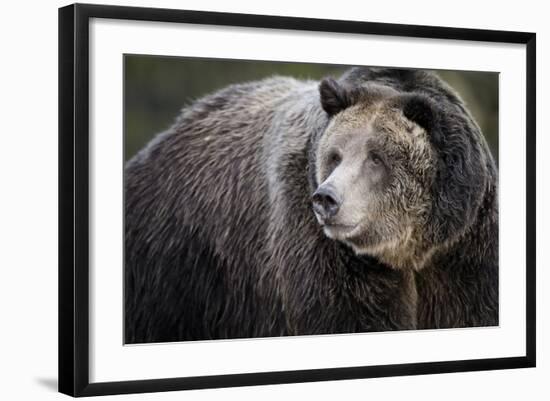 Brown Bear, Grizzly, Ursus Arctos, West Yellowstone, Montana-Maresa Pryor-Framed Photographic Print