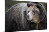 Brown Bear, Grizzly, Ursus Arctos, West Yellowstone, Montana-Maresa Pryor-Mounted Photographic Print