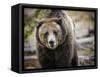 Brown Bear, Grizzly, Ursus Arctos, West Yellowstone, Montana-Maresa Pryor-Framed Stretched Canvas