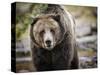 Brown Bear, Grizzly, Ursus Arctos, West Yellowstone, Montana-Maresa Pryor-Stretched Canvas
