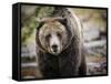 Brown Bear, Grizzly, Ursus Arctos, West Yellowstone, Montana-Maresa Pryor-Framed Stretched Canvas