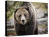 Brown Bear, Grizzly, Ursus Arctos, West Yellowstone, Montana-Maresa Pryor-Stretched Canvas