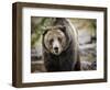 Brown Bear, Grizzly, Ursus Arctos, West Yellowstone, Montana-Maresa Pryor-Framed Photographic Print