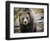 Brown Bear, Grizzly, Ursus Arctos, West Yellowstone, Montana-Maresa Pryor-Framed Photographic Print