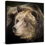 Brown Bear, Grizzly, Ursus Arctos, West Yellowstone, Montana-Maresa Pryor-Stretched Canvas