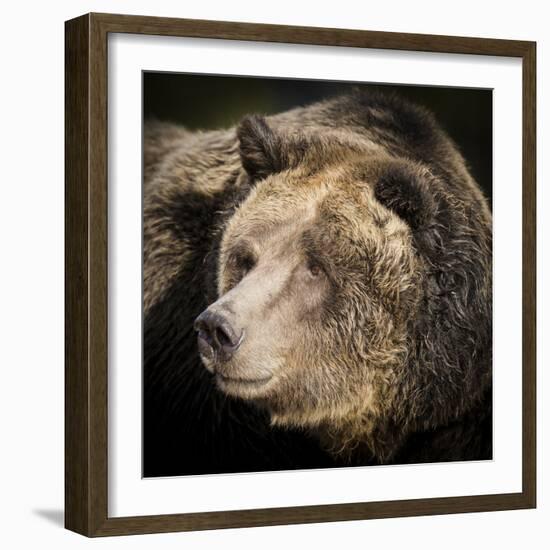 Brown Bear, Grizzly, Ursus Arctos, West Yellowstone, Montana-Maresa Pryor-Framed Photographic Print