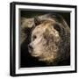 Brown Bear, Grizzly, Ursus Arctos, West Yellowstone, Montana-Maresa Pryor-Framed Photographic Print