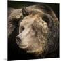 Brown Bear, Grizzly, Ursus Arctos, West Yellowstone, Montana-Maresa Pryor-Mounted Photographic Print