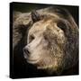 Brown Bear, Grizzly, Ursus Arctos, West Yellowstone, Montana-Maresa Pryor-Stretched Canvas