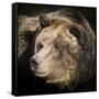 Brown Bear, Grizzly, Ursus Arctos, West Yellowstone, Montana-Maresa Pryor-Framed Stretched Canvas