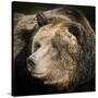 Brown Bear, Grizzly, Ursus Arctos, West Yellowstone, Montana-Maresa Pryor-Stretched Canvas