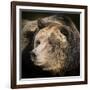 Brown Bear, Grizzly, Ursus Arctos, West Yellowstone, Montana-Maresa Pryor-Framed Photographic Print