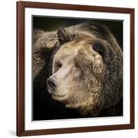 Brown Bear, Grizzly, Ursus Arctos, West Yellowstone, Montana-Maresa Pryor-Framed Photographic Print