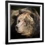 Brown Bear, Grizzly, Ursus Arctos, West Yellowstone, Montana-Maresa Pryor-Framed Photographic Print