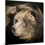 Brown Bear, Grizzly, Ursus Arctos, West Yellowstone, Montana-Maresa Pryor-Mounted Photographic Print