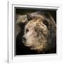 Brown Bear, Grizzly, Ursus Arctos, West Yellowstone, Montana-Maresa Pryor-Framed Photographic Print