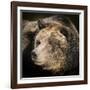 Brown Bear, Grizzly, Ursus Arctos, West Yellowstone, Montana-Maresa Pryor-Framed Photographic Print