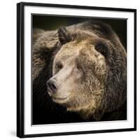 Brown Bear, Grizzly, Ursus Arctos, West Yellowstone, Montana-Maresa Pryor-Framed Photographic Print