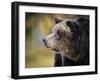 Brown Bear, Grizzly, Ursus Arctos, West Yellowstone, Montana-Maresa Pryor-Framed Photographic Print