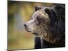 Brown Bear, Grizzly, Ursus Arctos, West Yellowstone, Montana-Maresa Pryor-Mounted Photographic Print