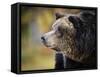 Brown Bear, Grizzly, Ursus Arctos, West Yellowstone, Montana-Maresa Pryor-Framed Stretched Canvas