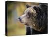 Brown Bear, Grizzly, Ursus Arctos, West Yellowstone, Montana-Maresa Pryor-Stretched Canvas