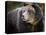 Brown Bear, Grizzly, Ursus arctos, Yellowstone, Montana.-Maresa Pryor-Stretched Canvas